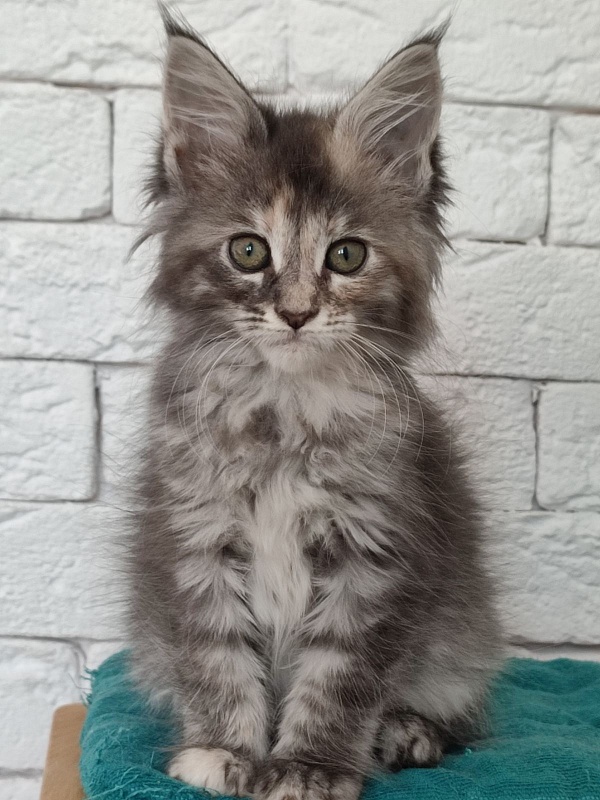 Zara Monterini - мейн-кун