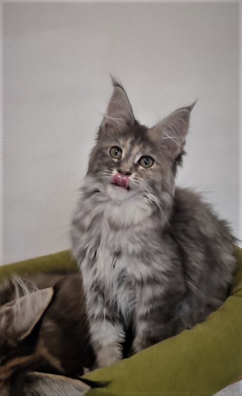 Zara Monterini - Кошеня мейн-кун 3 місяця 1 тиждень