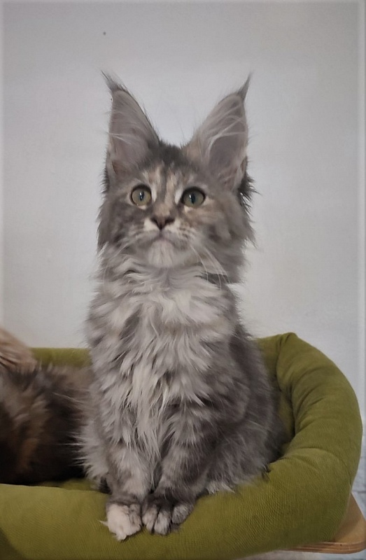 Zara Monterini - Кошеня мейн-кун 3 місяця 1 тиждень