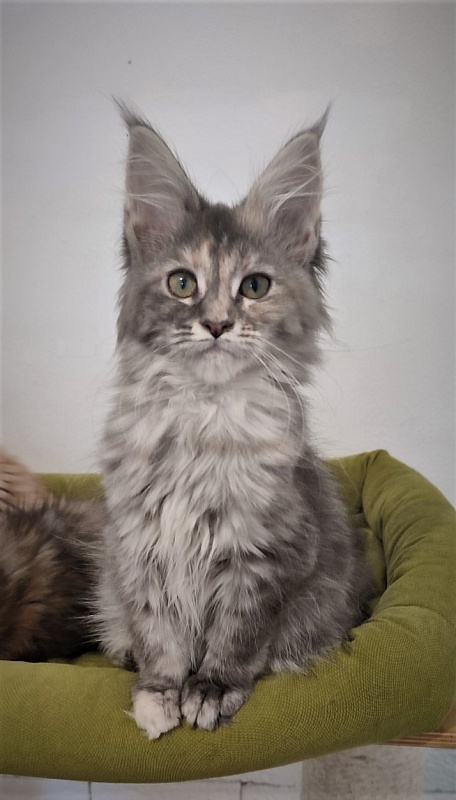 Zara Monterini - Кошеня мейн-кун 3 місяця 1 тиждень