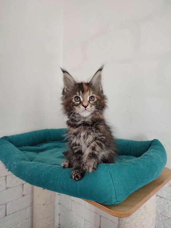 Zanussi Monterini - мейн-кун