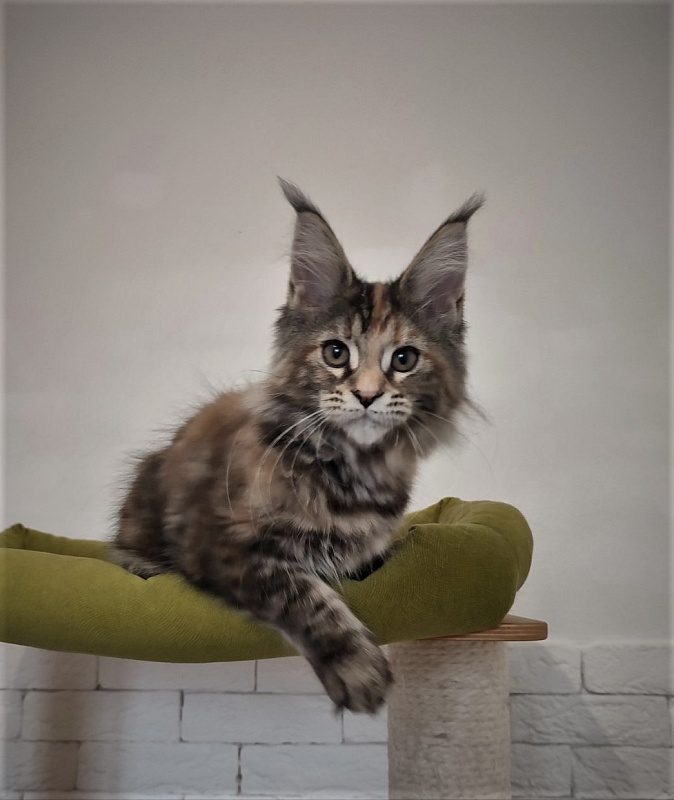 Zanussi Monterini - Кошеня мейн-кун 3 місяця 1 тиждень