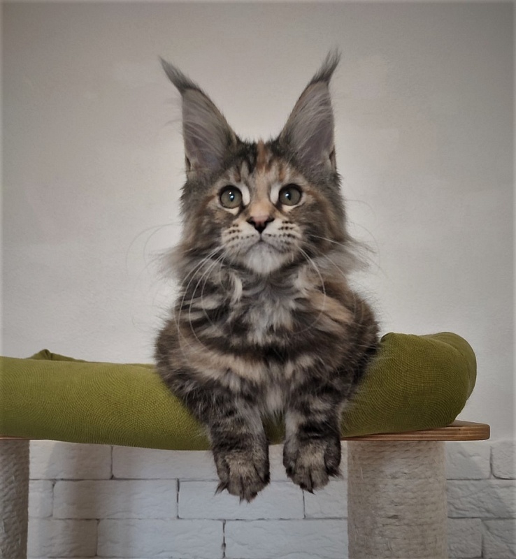 Zanussi Monterini - Кошеня мейн-кун 3 місяця 1 тиждень