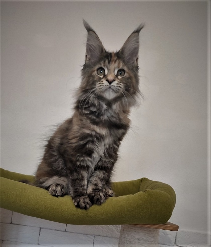 Zanussi Monterini - Кошеня мейн-кун 3 місяця 1 тиждень