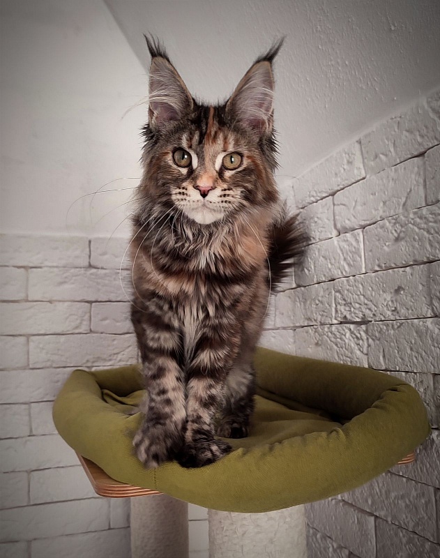 Zanussi Monterini - Кошеня мейн-кун 4 місяця 3 тижні