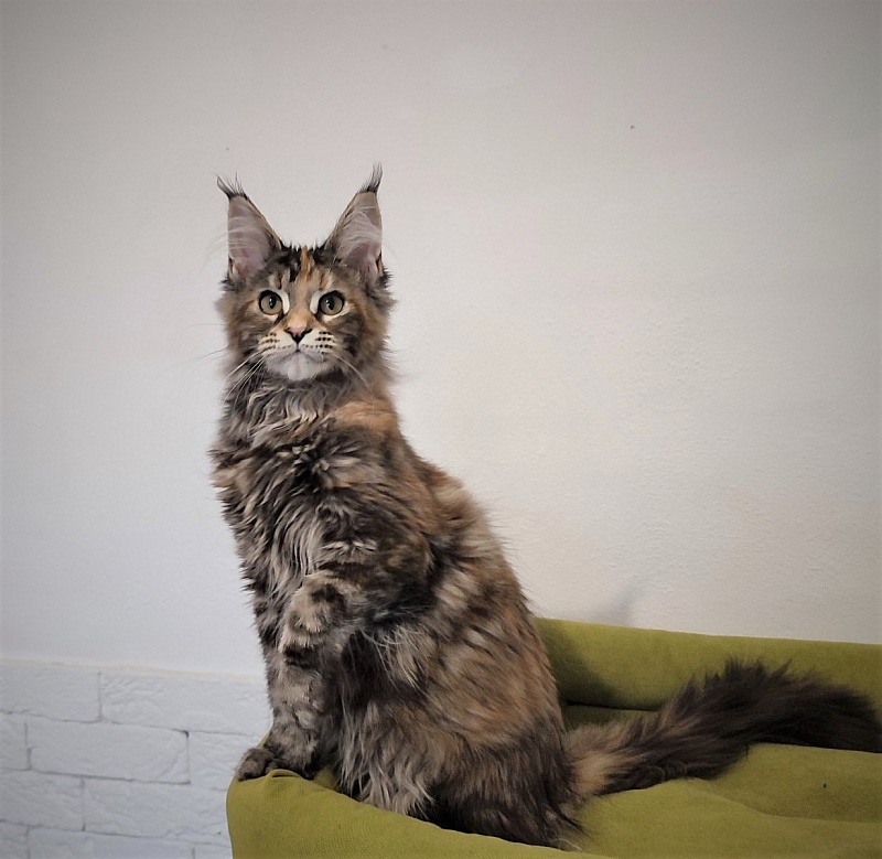 Zanussi Monterini - Кошеня мейн-кун 4 місяця 0,5 тижнів