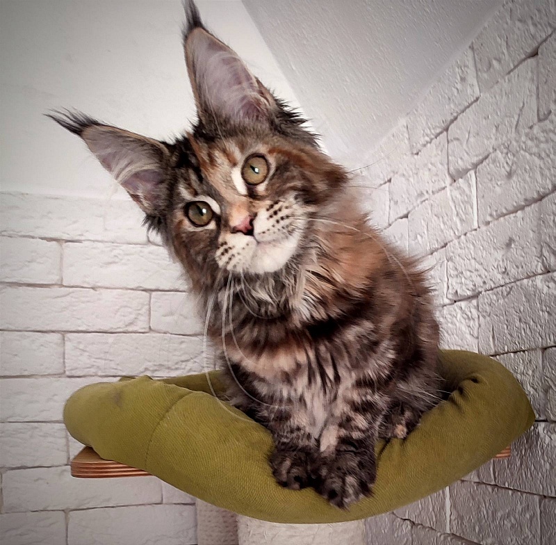 Zanussi Monterini - Кошеня мейн-кун 4 місяця 3 тижні