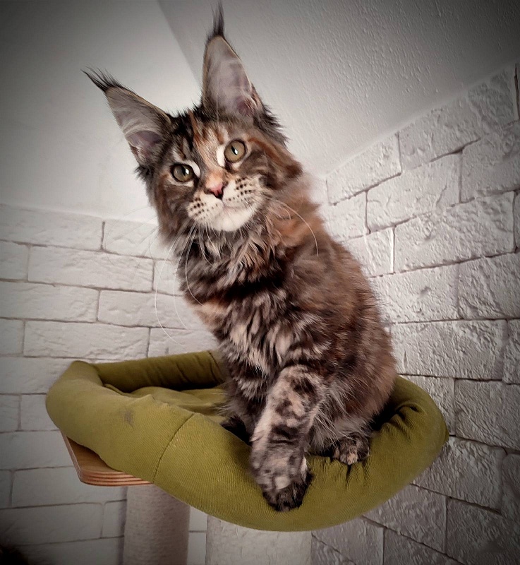 Zanussi Monterini - Кошеня мейн-кун 4 місяця 3 тижні