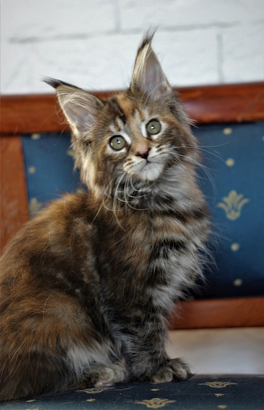 Zanussi Monterini - Кошеня мейн-кун 2 місяця 1,5 тиждень