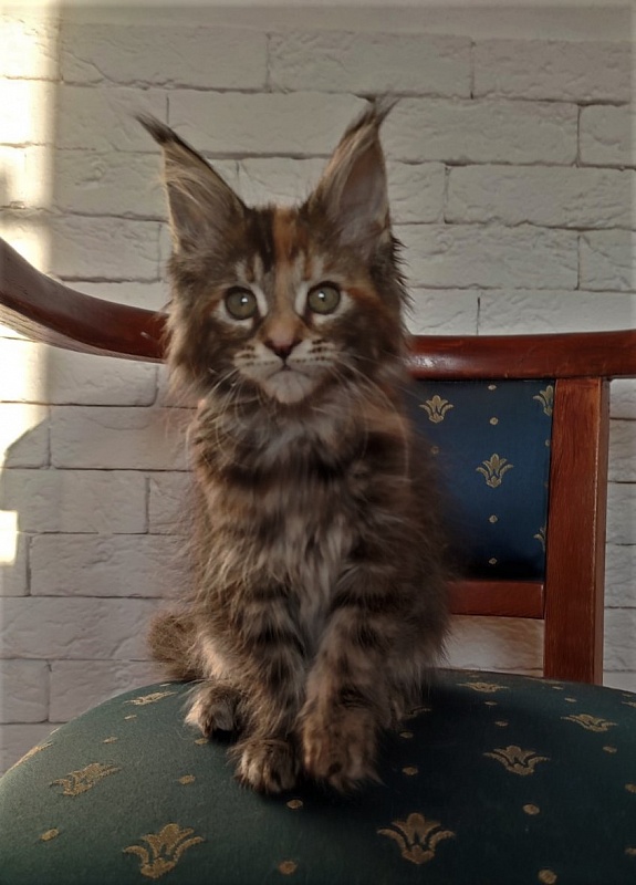 Zanussi Monterini - Кошеня мейн-кун 2 місяця 1,5 тиждень