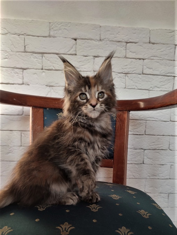 Zanussi Monterini - Кошеня мейн-кун 2 місяця 1,5 тиждень