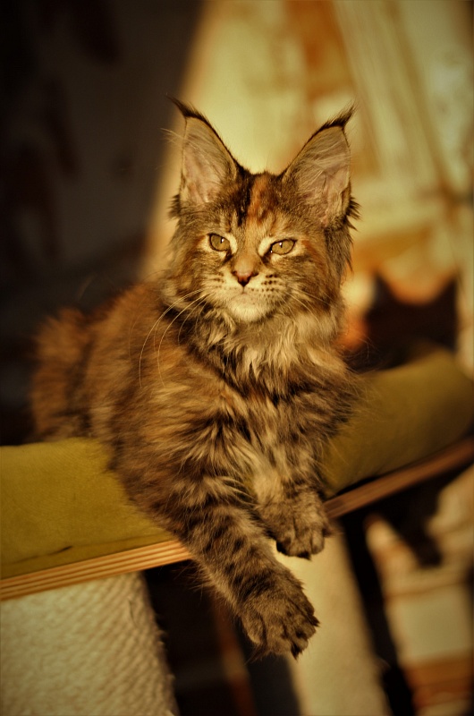 Zanussi Monterini - Кошеня мейн-кун 3 місяця