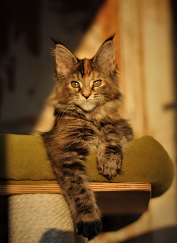 Zanussi Monterini - Кошеня мейн-кун 3 місяця