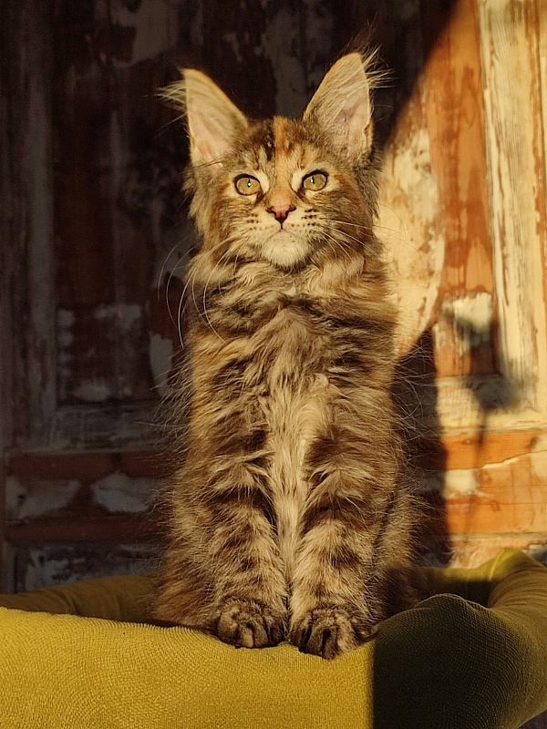 Zanussi Monterini - Кошеня мейн-кун 3 місяця