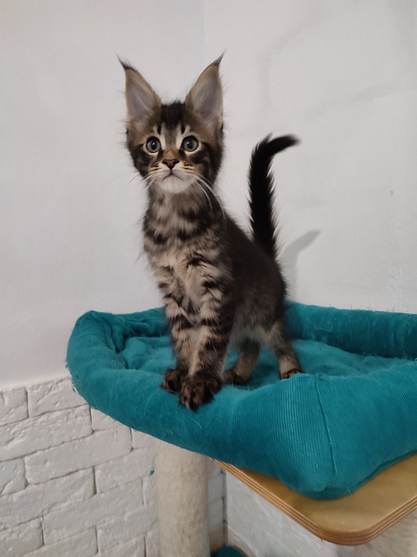 Zeratul Monterini - Кошеня мейн-кун 1 місяць 1 тиждень