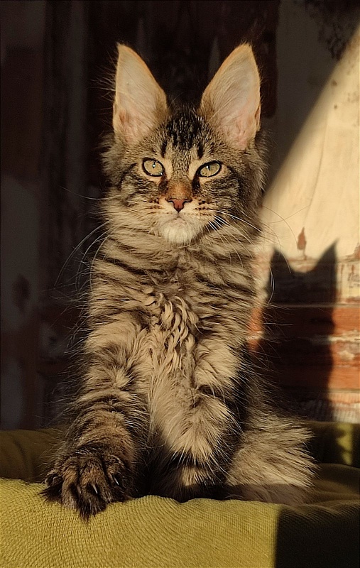 Zeratul Monterini - Кошеня мейн-кун 3 місяця