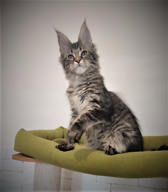 Zeratul Monterini - Кошеня мейн-кун 3 місяця 1 тиждень