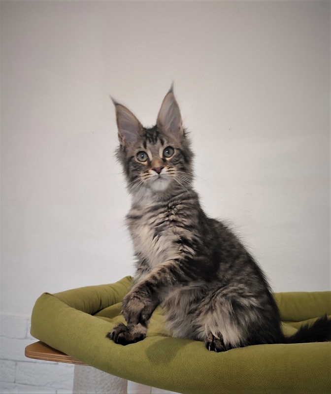 Zeratul Monterini - Кошеня мейн-кун 3 місяця 1 тиждень