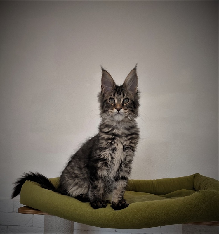 Zeratul Monterini - Кошеня мейн-кун 3 місяця 1 тиждень