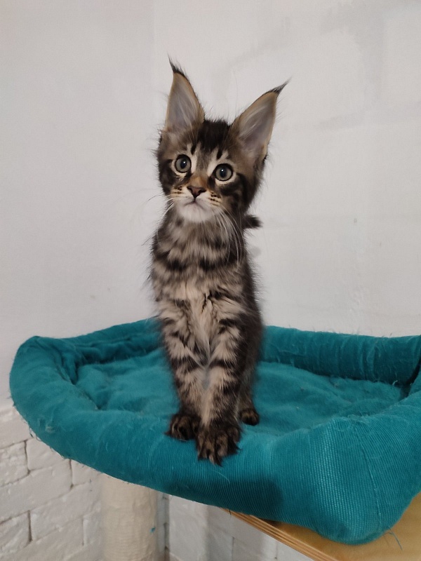 Zeratul Monterini - Кошеня мейн-кун 1 місяць 1 тиждень