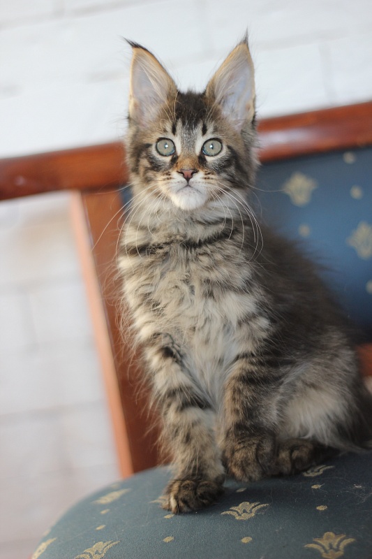 Zeratul Monterini - Кошеня мейн-кун 2 місяця 1,5 тиждень