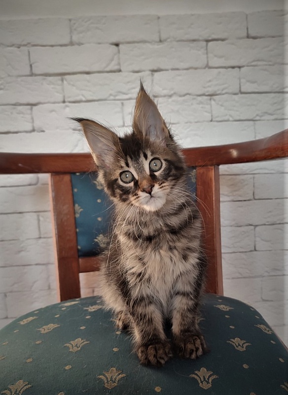 Zeratul Monterini - Кошеня мейн-кун 2 місяця 1,5 тиждень