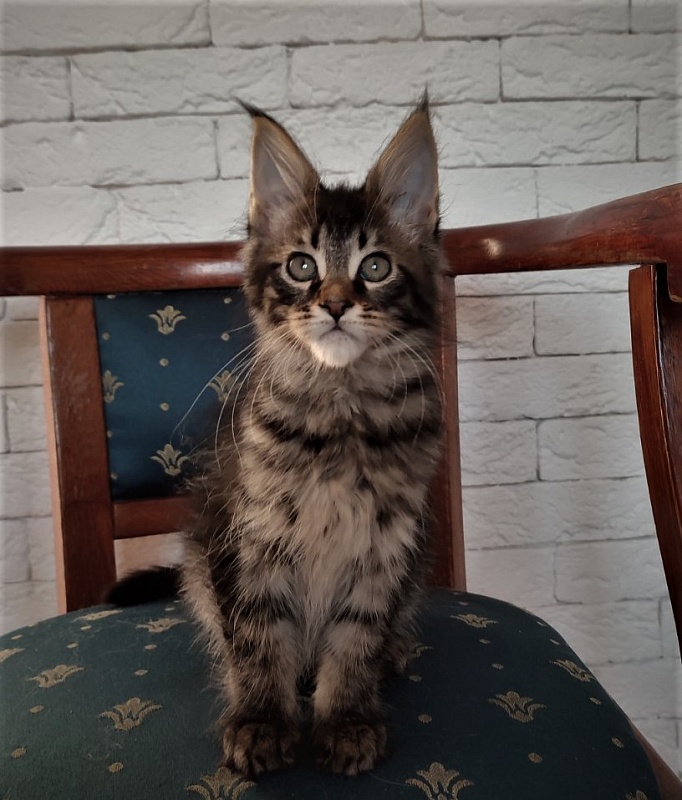 Zeratul Monterini - Кошеня мейн-кун 2 місяця 1,5 тиждень