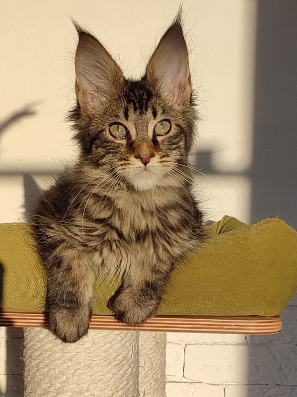 Zeratul Monterini - Кошеня мейн-кун 3 місяця