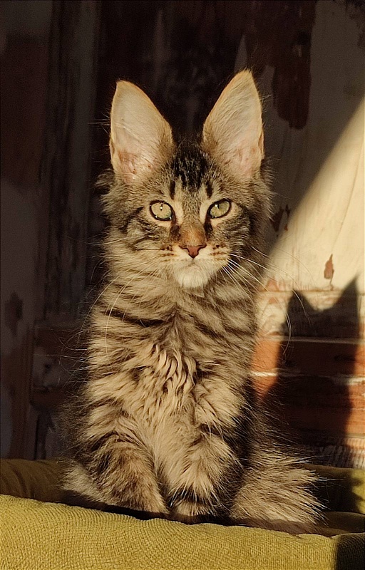 Zeratul Monterini - Кошеня мейн-кун 3 місяця