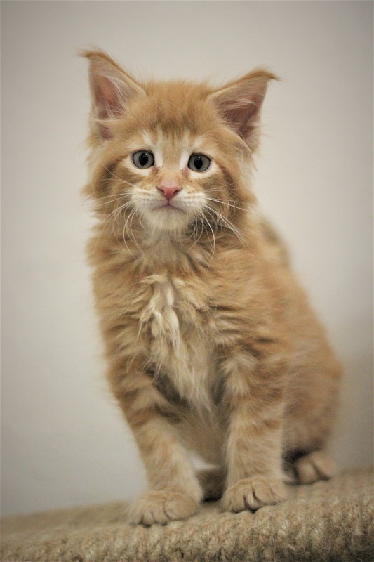 Zurbagan Monterini - Kitten maine-coon 1 month 2 weeks