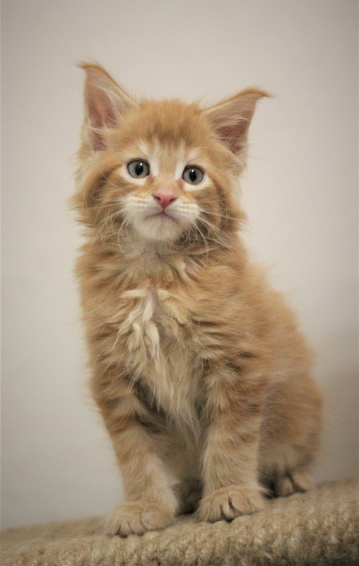 Zurbagan Monterini - Kitten maine-coon 1 month 2 weeks