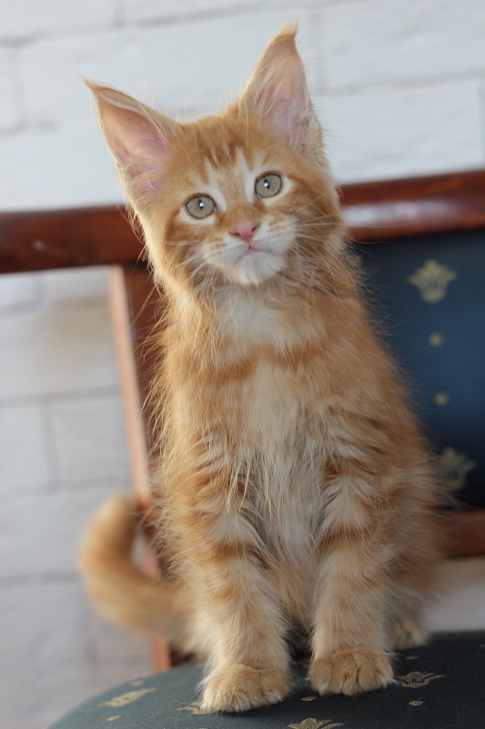 Zurbagan Monterini - Kitten maine-coon 2 months 1.5 week