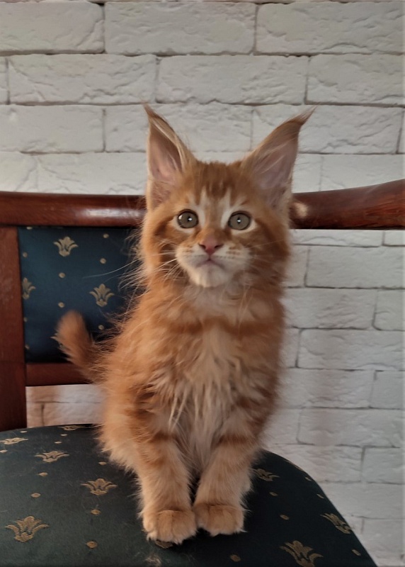 Zurbagan Monterini - Kitten maine-coon 2 months 1.5 week