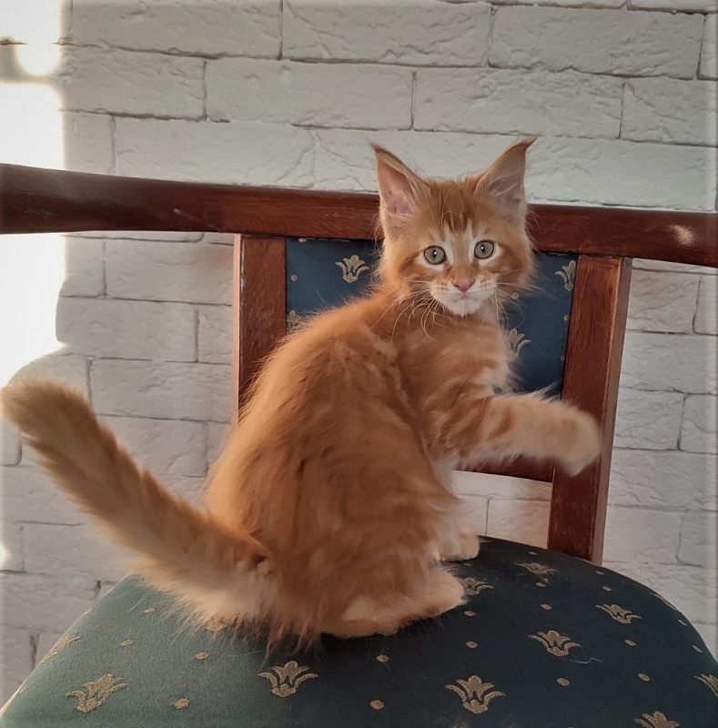 Zurbagan Monterini - Kitten maine-coon 2 months 1.5 week