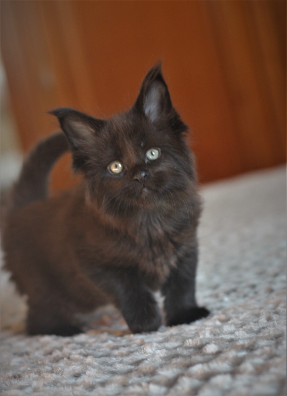 Agat Monterini - Кошеня мейн-кун 1 місяць 1,5 тиждень