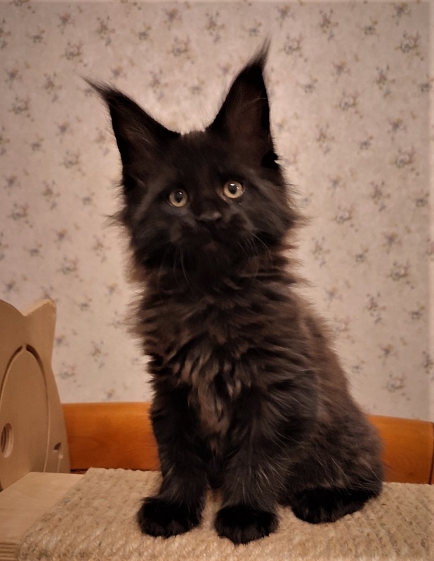 Agat Monterini - Кошеня мейн-кун 2 місяця