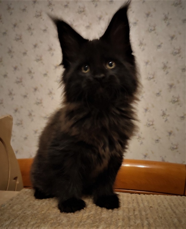 Agat Monterini - Кошеня мейн-кун 2 місяця