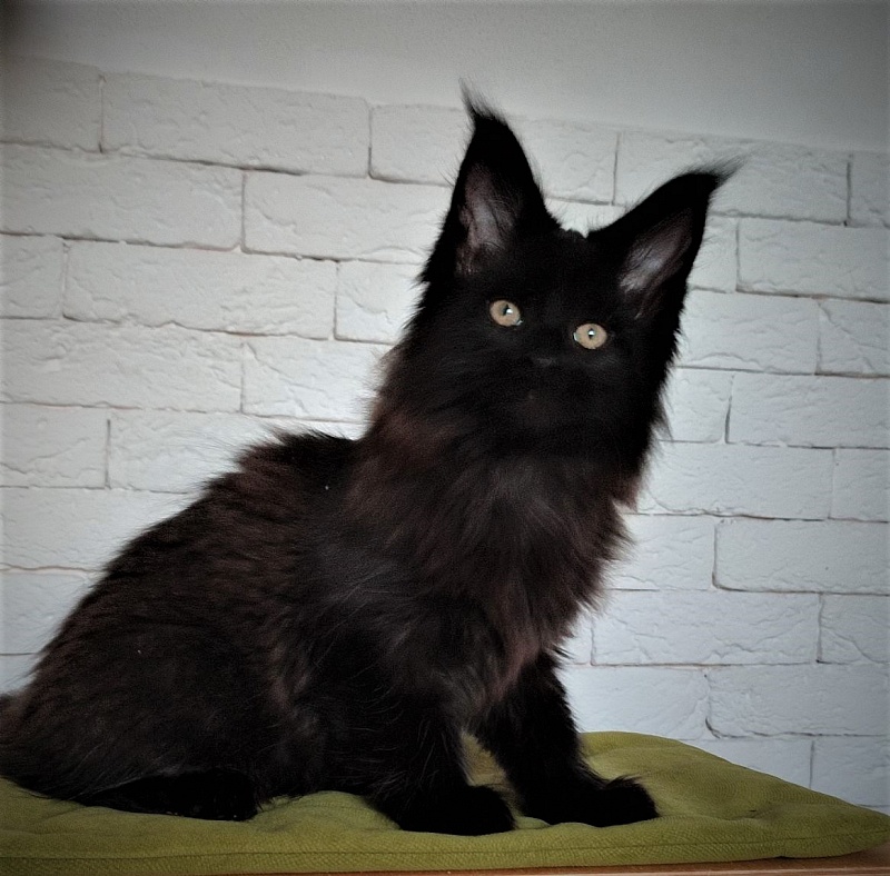 Agat Monterini - Кошеня мейн-кун 2 місяця 1,5 тиждень