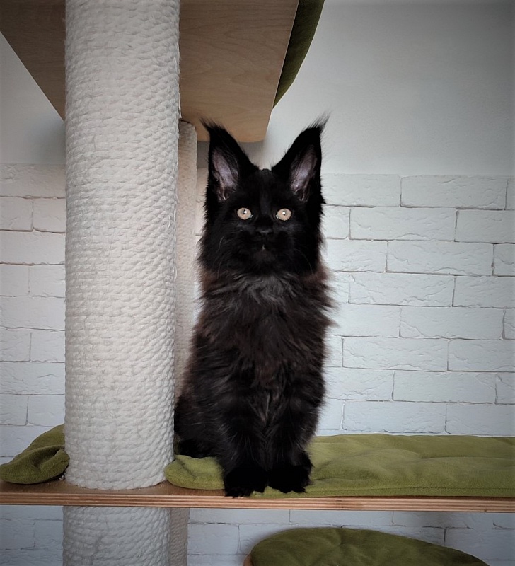 Agat Monterini - Кошеня мейн-кун 2 місяця 1,5 тиждень