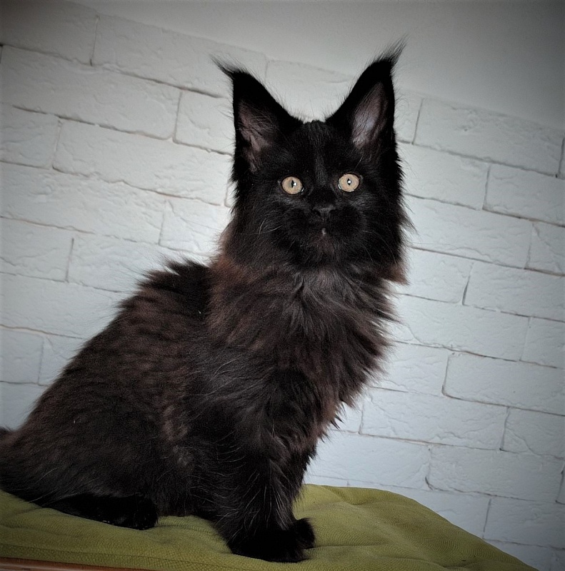 Agat Monterini - Кошеня мейн-кун 2 місяця 1,5 тиждень