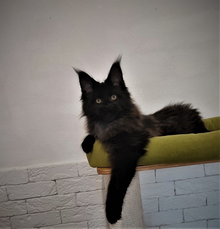 Agat Monterini - Кошеня мейн-кун 2 місяця 3,5 тижні