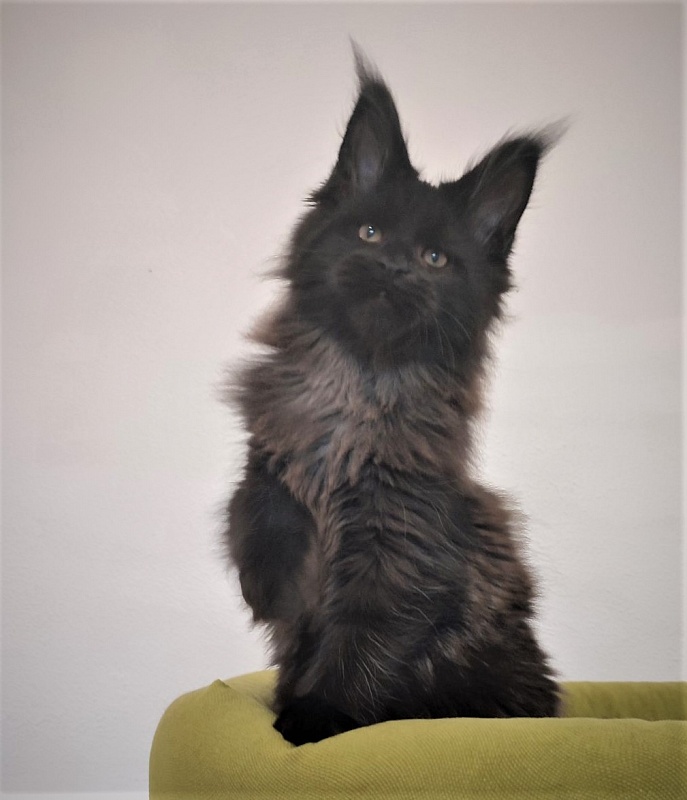 Agat Monterini - Кошеня мейн-кун 2 місяця 3,5 тижні