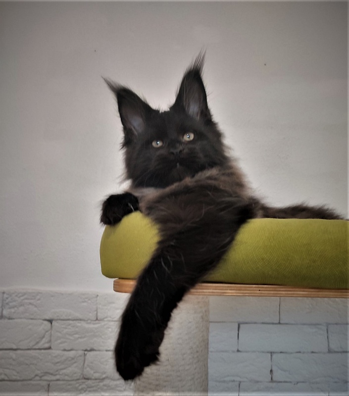 Agat Monterini - Кошеня мейн-кун 2 місяця 3,5 тижні