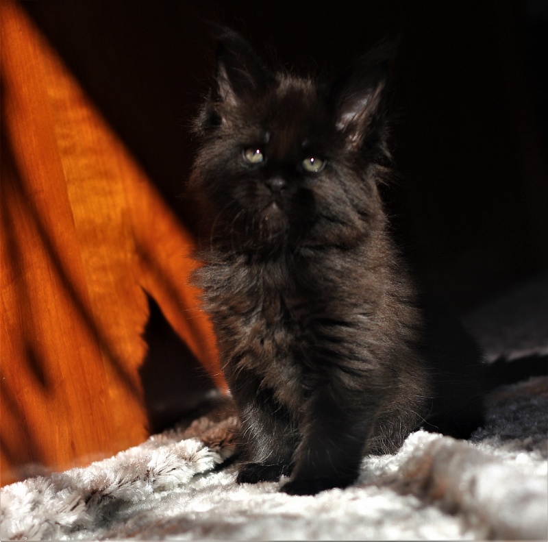 Agat Monterini - Кошеня мейн-кун 1 місяць 1,5 тиждень