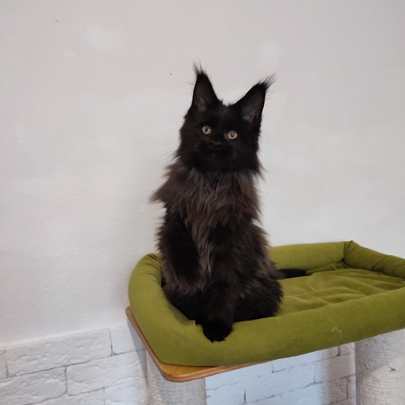 Agat Monterini - Кошеня мейн-кун 3 місяця 3 тижні