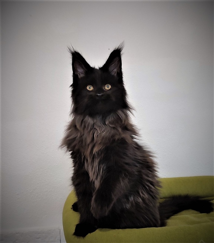 Agat Monterini - Кошеня мейн-кун 3 місяця 3 тижні