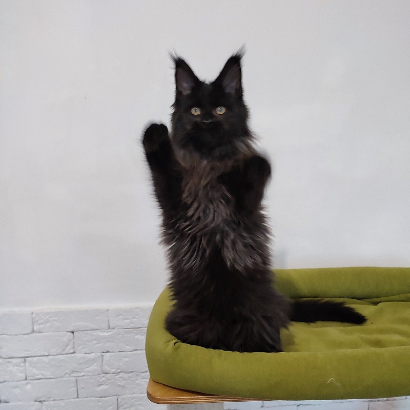 Agat Monterini - Кошеня мейн-кун 3 місяця 3 тижні