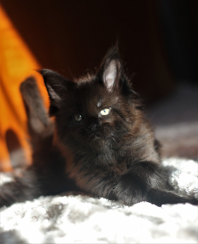 Agat Monterini - Кошеня мейн-кун 1 місяць 1,5 тиждень