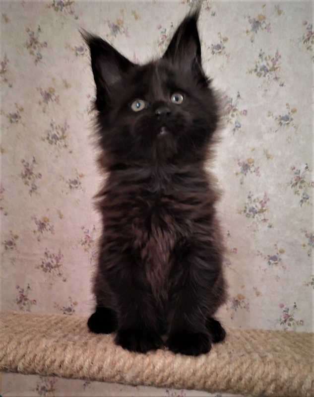 Agat Monterini - Кошеня мейн-кун 1 місяць 3 тижні