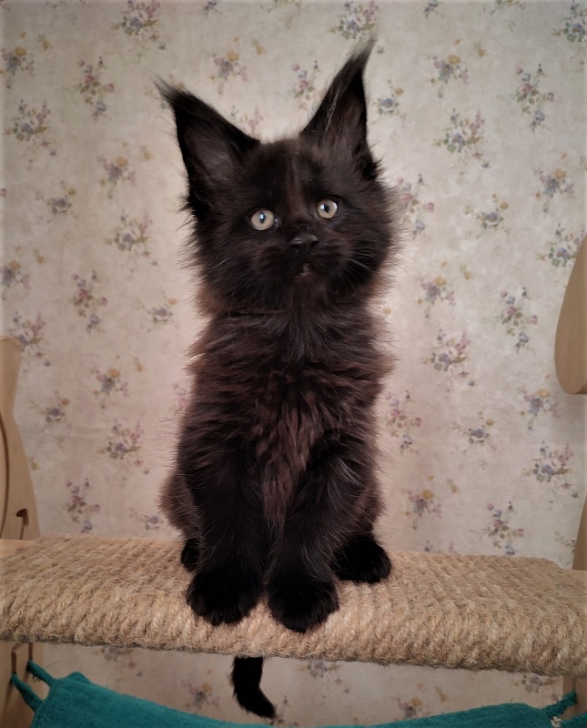 Agat Monterini - Кошеня мейн-кун 1 місяць 3 тижні